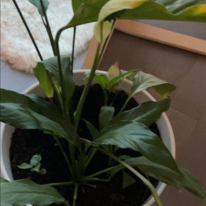 Meet your Posher, Ekaterina